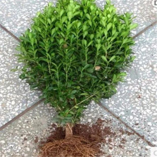 Potted Ground-Planting Evergreen Melon Seeds, Boxwood, Holly Saplings, Holly Ball Bed Seedlings, Large-Leaf Boxwood Fence Seedlings