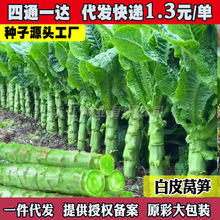 ���n�ķN���ͺ��͟��n�S�N���͝���S�ļ��t�~�n�S����Ƥ�n�S�N