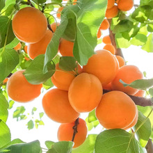 當年結果杏樹樹苗特大嫁接早熟甜杏子盆栽地栽庭院南方北方種植苗