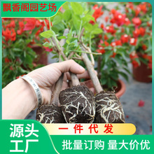 һ�����l�ڻ�����÷�����ļ��_��С�������Ϙ��҃�ͥԺ��ɫƷ�N�