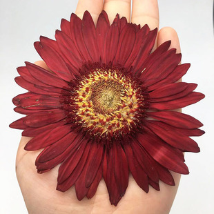 Yunnan dried flower flower diy Teacher's Day gift creative gift bet flower photo frame real flower gerbera embossed wholesale