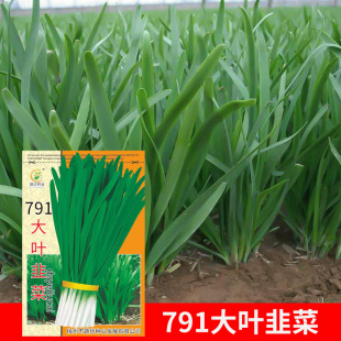 ���l�ˈ@�߲˷N��791���~�²�10�������̨Ժ�ӷN�Ӳ��яS�ҹ���