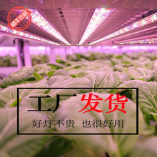 ֲ�����L��ȫ���V�t�{ֲ����߲��~�˻��ܾGֲ�������ֲ���a���