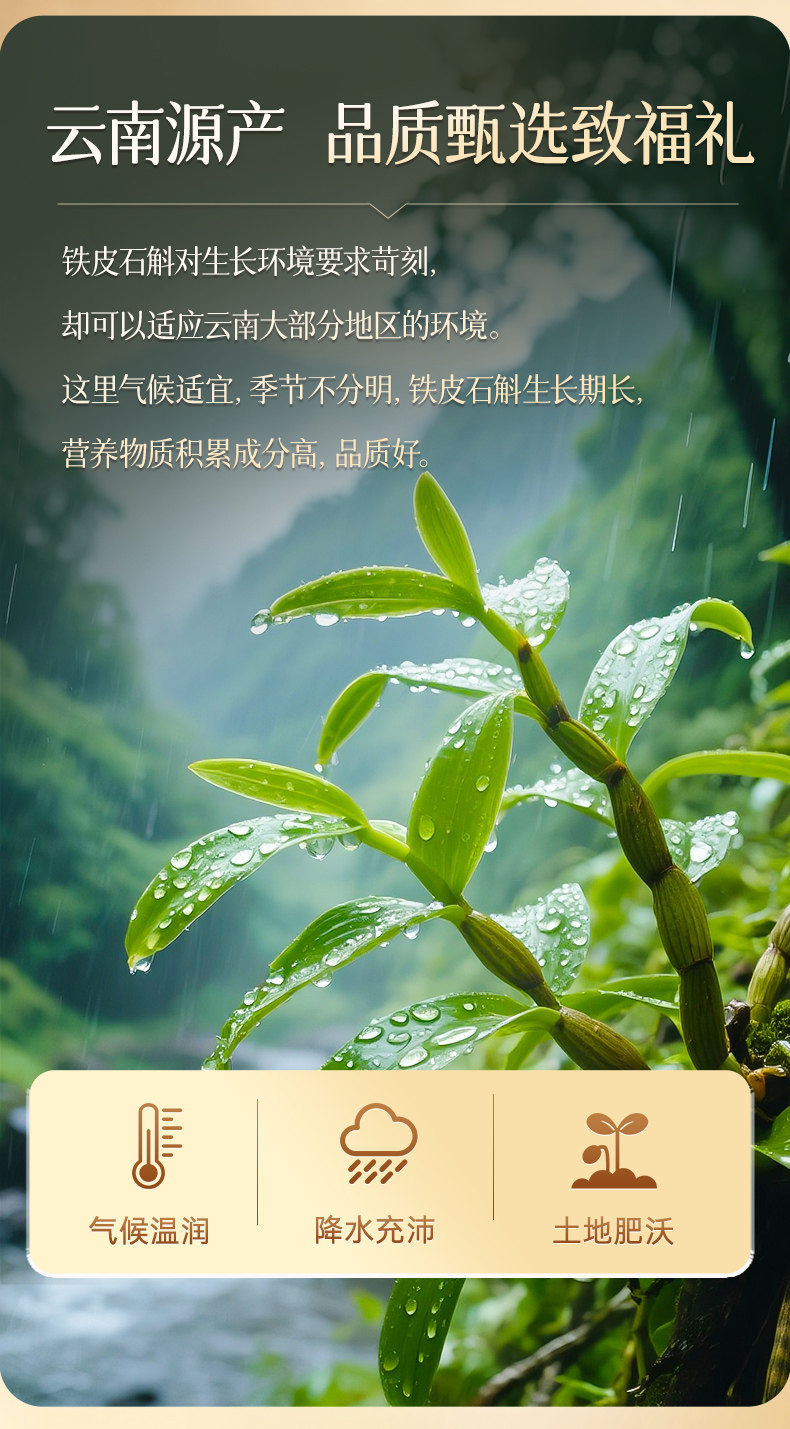 Tie Pi Shi Hu Dendrobium Gift Box 250g Premium Dried Tieguanyin Style Fengdou for Wellness Gifting specifications