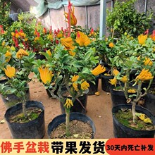 ֘ԎAָ辰ʳֲ̨ͥԺܾGֲB