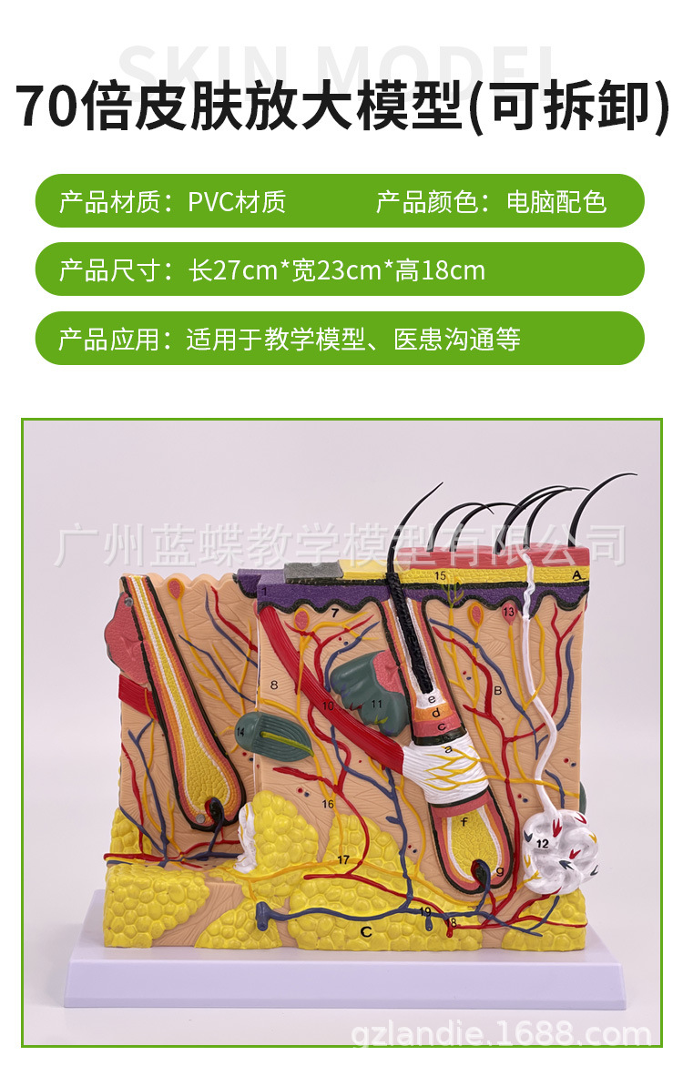 皮肤放大_15
