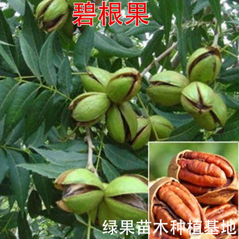 美国山核桃树苗 碧根果树苗 碧根果苗嫁接苗长寿果薄壳核桃坚果苗