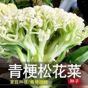 �๣��Ҭ�˷N���ɻ��˷N���S�Ĳ˷N�����m��ԭ�b�ļ��߲˷N�Ӵ�ȫ