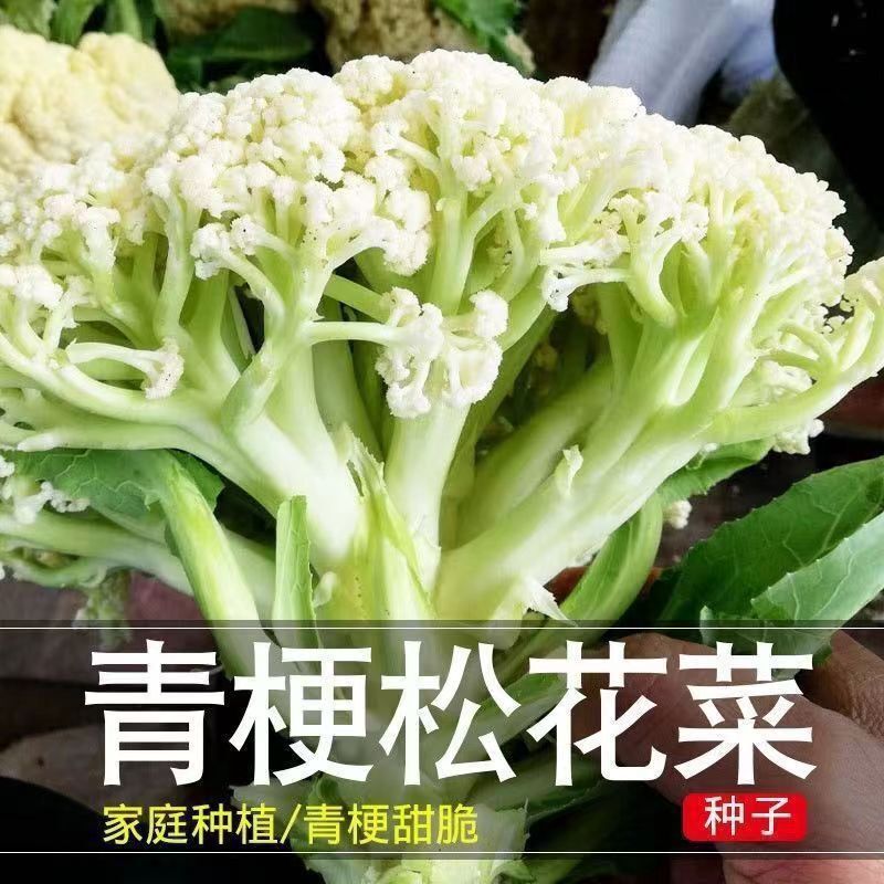 青梗花椰菜种子松花菜种子黄心菜种籽西兰花原装四季蔬菜种子大全