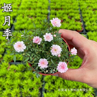 ���¼��ձ�����Ů����΢�Nޱ����΢�辰�̨�����ļ����_���Ի���