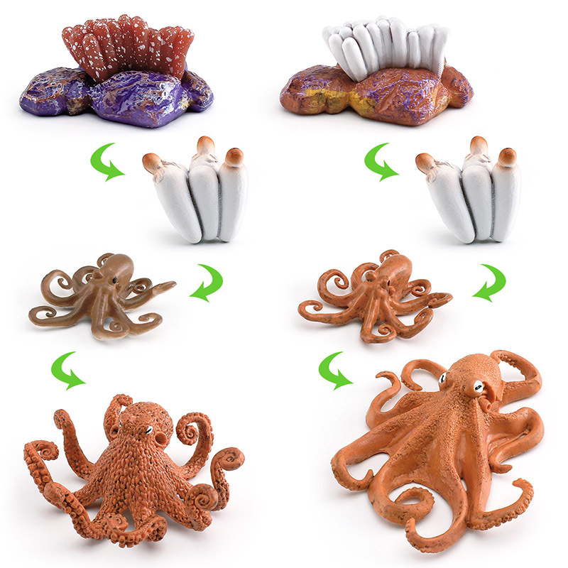 Amazon simulación de animales marinos pulpo modelo de ciclo de crecimiento pulpo proceso de transformación de crecimiento juguete Decoración