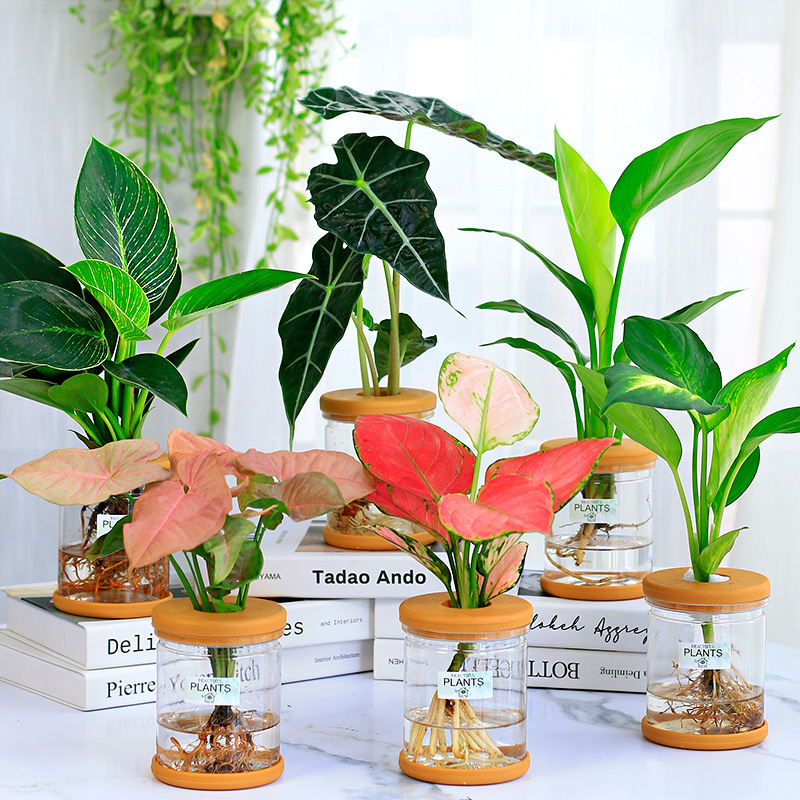 グリーンラタン水耕栽培ホルムアルデヒド除去鉢植え金のなる木ミント富竹屋内花緑植物オフィスグリーンラタン|undefined