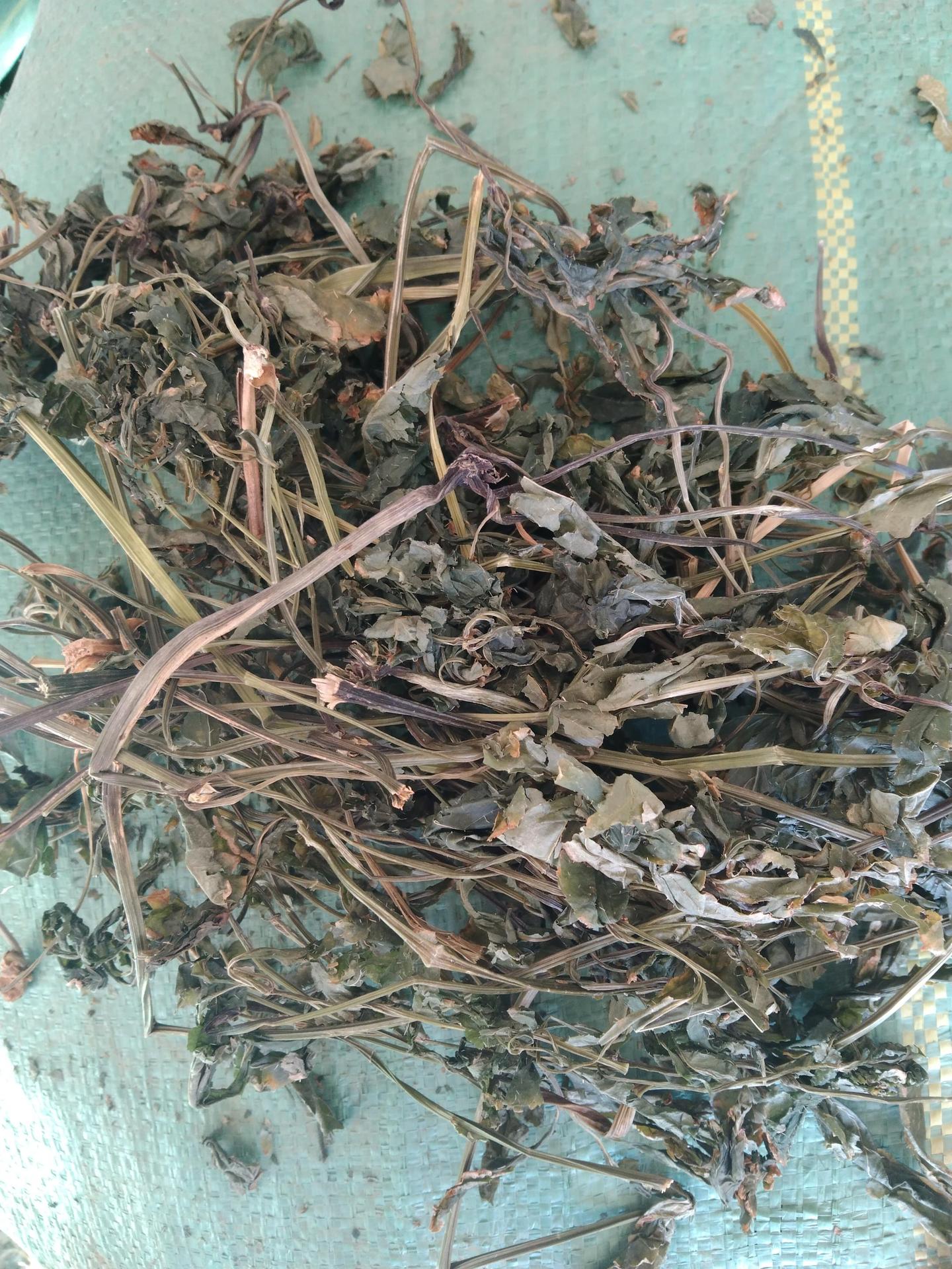 中草药材三七叶 文山三七叶 三七茎叶 提取原料 三七叶子 田七叶-阿里巴巴