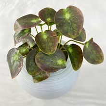 ����Gֲ3D�R���~�Ҿ��bG��С���ԔzӰ���߾Ƶ��b�ֲ�����l