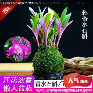 ��Ʒ�߲���ˮʯ���m�F������ˮ���_�������҃�����Gֲ���ԉ�����