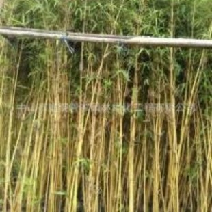 Base Direct Sales Qin Si Bamboo Pink Single Bamboo Hanging Silk Single Bamboo Ruo Bamboo Courtyard Rural Factory Area Greening Offer