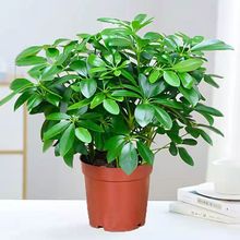 �������_ľ�����ļ��������滨���辰�lؔ�����Թ��Sһ�����l����