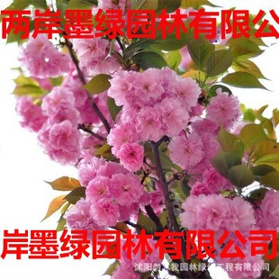 �ѻ��� �ձ���ѻ� ���С�� �ϱ���ͥԺ�������Ի���@��ֲ��