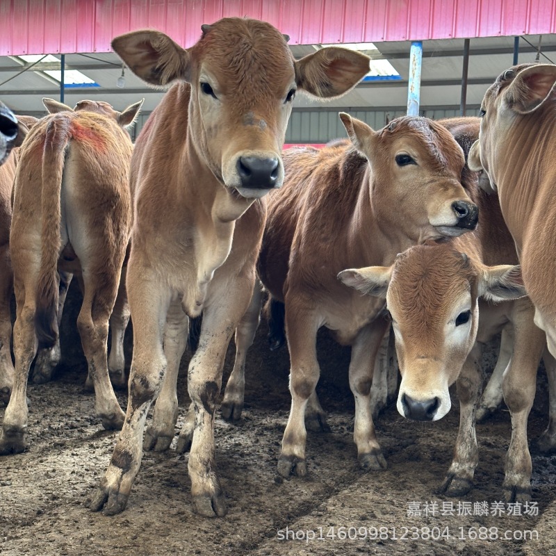 湖北鲁西黄牛 出售鲁西黄牛活体 育肥改良鲁西黄牛价格