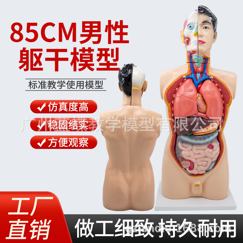 85CM�������ɿɲ�19���������ٽṹ��֯�����������ٽṹ�ֲ��ṹ