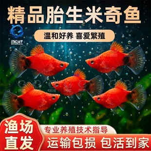 ̥���~�������~С�~���^�p�~�Ꭷ�~С�͵�ˮ���B��ȸ�~�����~