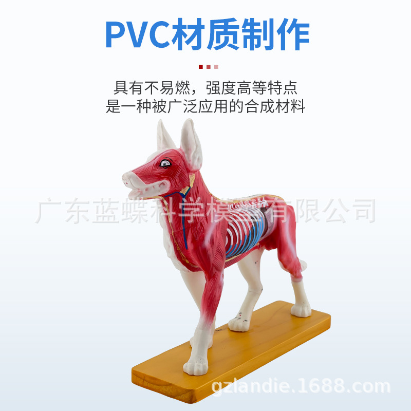 ��è��ţ�������ģ�� ȮѨλ ������� ��ҽ��ѧ�������ģ��