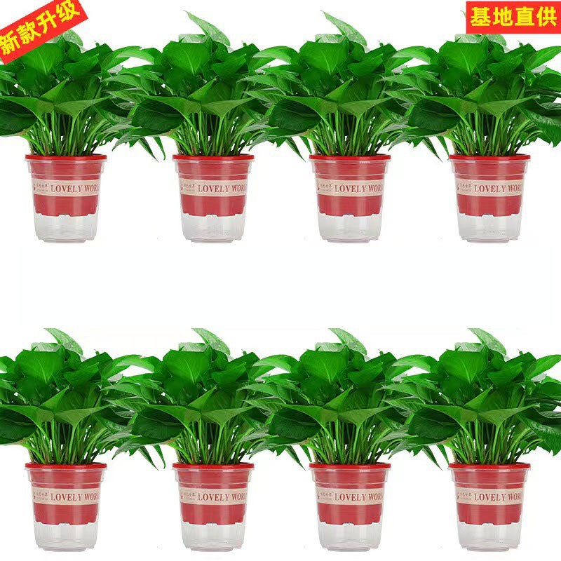 110 green ivy 120 potted plants indoor hydroponic green plants large…