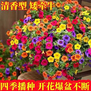 ��ţ���N���ذ갫��ţ���ļ����N�_���������Ȼ��҃������Ի�����