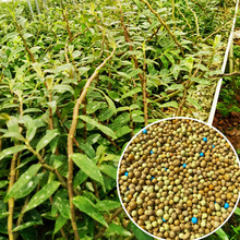 ��Ħ���FƤʯ�����ÿ�ጷʻ�ɽ��Ƥ�W�G�ʾ�ጷ��M��8-9���LЧ