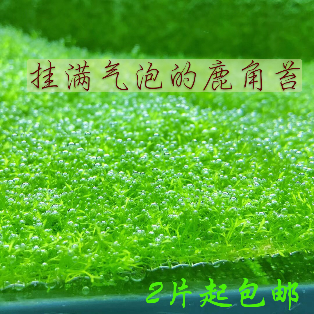 狂冒泡的水草鹿角苔莫斯moss 新手易养需二氧化碳 种苗花卉网