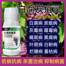 葡萄病菌清葡萄烂果烂穗炭疽病白腐病软腐病白粉病微生物菌剂