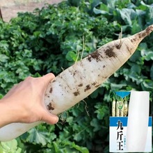 �Ž����}���N�ӷN���＾�ļ��߲������ѷN��Ƥˮ���ﶬ����