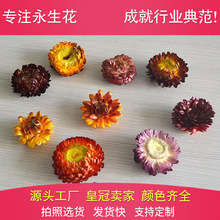 长枝永生花云南小雏菊麦秆菊干花圣诞节保鲜花车挂七夕礼盒配花
