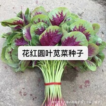 花红圆叶苋菜种子大红圆叶苋菜种子红苋菜种子栽蔬菜种子花红苋菜