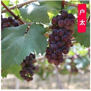 Golden Sunshine Thirteen Rose Grape Tree Seedling Fruit Tree Fruit Seedling Climbing Vine Grape Tree Pi Southern Planting Year Results