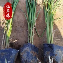 ͦˮֲ�����ѱ��� �����������ع��@ˮ��ֲ��G�� ���ѻ�����