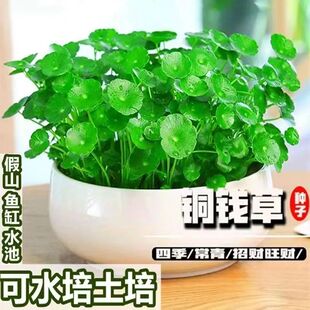 Money Grass Seeds Are Sown in All Seasons, Courtyard Balcony Potted Plant Seeds, Money Grass, Copper Money Grass, Hydroponic Culture, Soil Culture