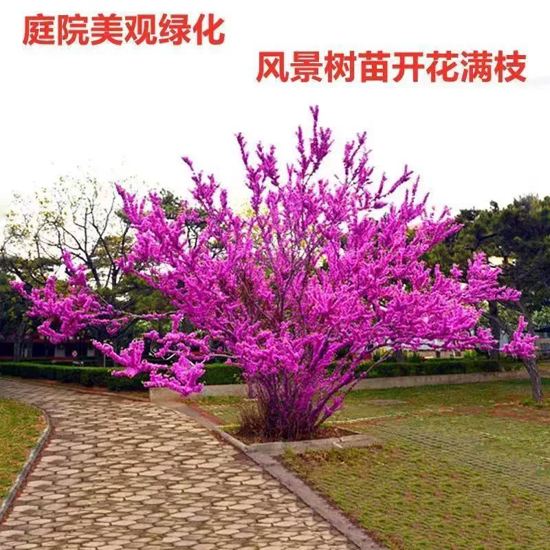 Кластерные саженцы Баухинии, цветущие растения во дворе дома, зеленые саженцы, морозостойкие цветы, саженцы Баухинии.