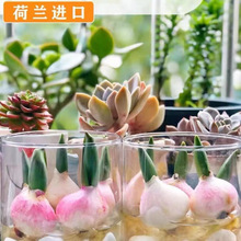 室内籽种子盆栽养活大球种球郁金香内室阳台水好室外花种郁金开花