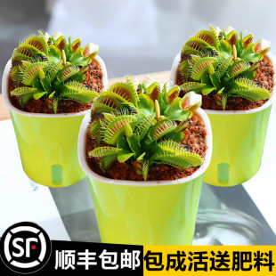 ��ω�������i�\��ʳ�xʳ�˻���ˮ��ֲ��é�����þGֲ���x��