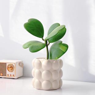 Office Green Plants Ins Style Plants Indoor Living Room Heart Leaf Ball Orchid Desktop Potted Plants Easy to Grow Flowers for Lazy People
