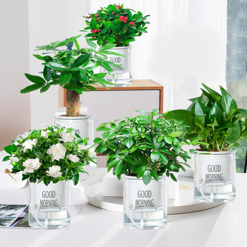 행운의 나무 + 행운의 나무 + 치자 나무 + 호랑이 가시 매화 + 녹색 장미 + 좋은 아침 분지 5 +