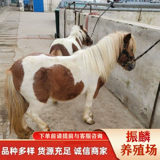 湖北德保矮马 骑乘马 活马 蒙古马 伊犁马一匹