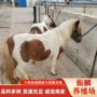 德保伊犁一匹蒙古马