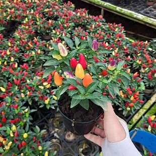 ���ݻ���׃ɫ����ʽ���ʽ�С���Լ�ͥԺ�̨�^�p�������Gֲ