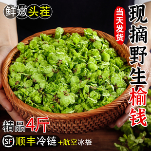 【顺丰现货】榆钱新鲜现摘野生榆钱4斤农家时令野菜头茬鲜嫩榆钱-阿里巴巴