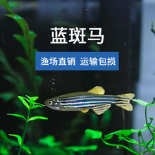篮斑马鱼实验活体淡水运输包损观赏鱼渔场大量批发热带鱼蓝斑马