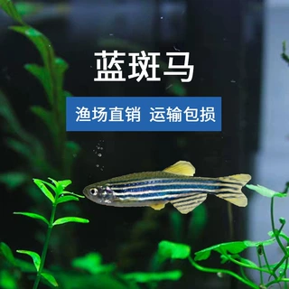 篮斑马鱼实验活体淡水运输包损观赏鱼渔场大量批发热带鱼蓝斑马