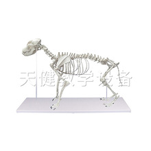 狗骨骼模型 狗骨骼模型品牌 图片 价格 狗骨骼模型批发 阿里巴巴