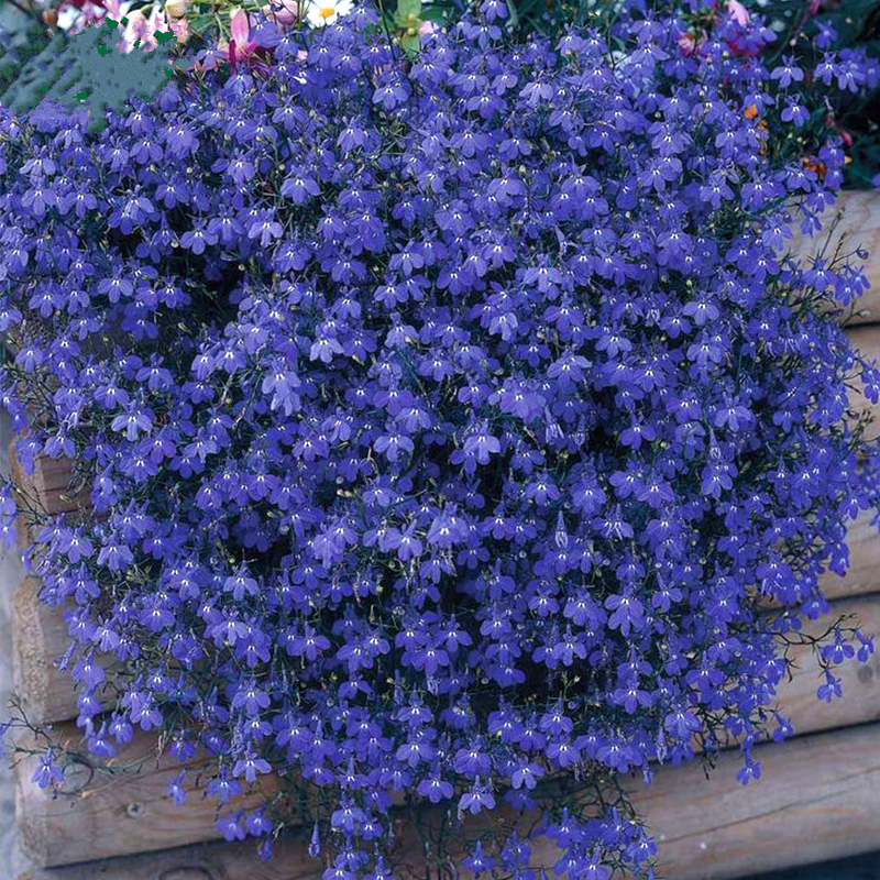 Semillas de rosas Flores en macetas en todas las estaciones Flores en macetas Plantas Flores en interiores y exteriores Semillas en macetas explosivas Balcón del patio